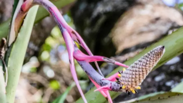 BCo da UFSCar apresenta telas e fotos sobre o Cerrado