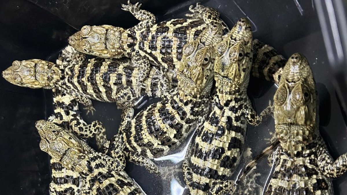 CETRAS Ribeirão Preto recebe filhotes de jacaré do papo amarelo resgatados de cativeiro