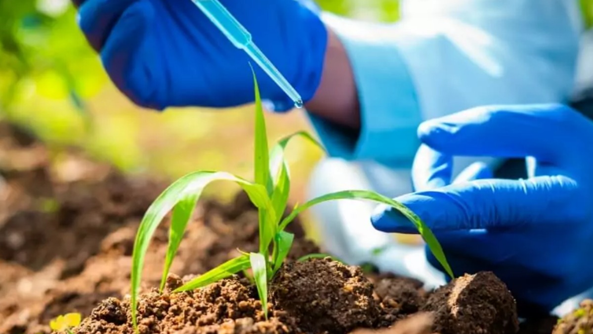 Pesquisa aponta que o uso de nanopartículas na agricultura auxilia na absorção de nutrientes do solo
