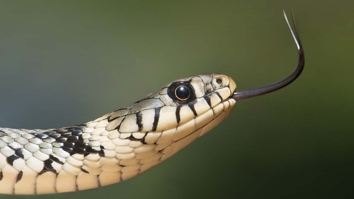 Qual a diferença entre cobra e serpente? Tire suas dúvidas