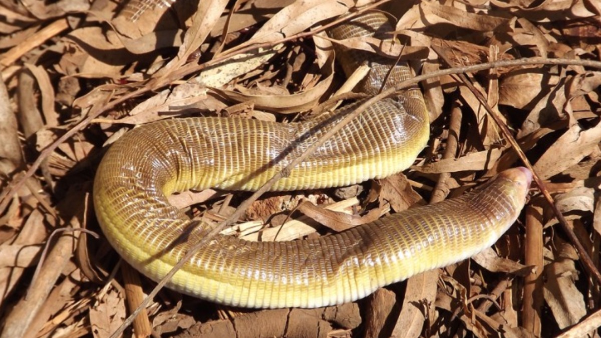 Cobra de duas cabeças volta ser exibida em zoológico no Texas, nos EUA, Mundo