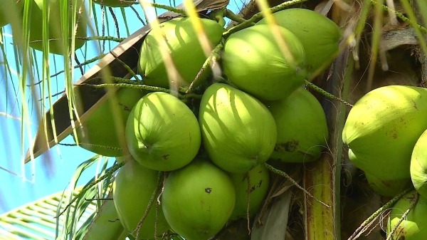 Veja os benefícios de incorporar a água de coco na dieta