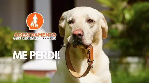 Uma coleira pode salvar a vida do seu cachorro!