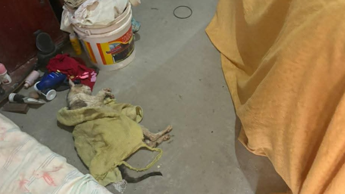 Três suspeitos são presos por esquema clandestino de coleta de sangue de gatos em Monte Alto