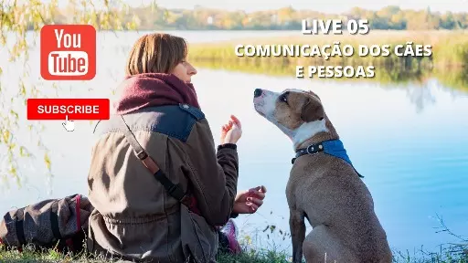 Como funciona a comunicação dos cães com as pessoas? Aula Especial!