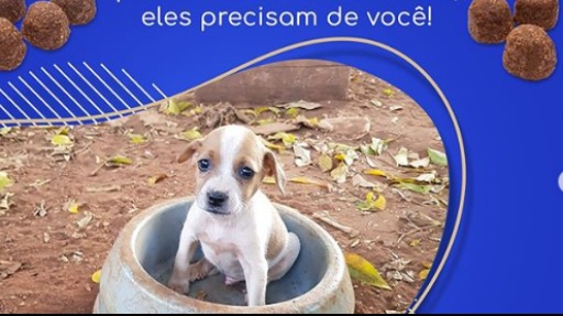 Ajude o abrigo Amigos dos Animais de Ribeirão Preto