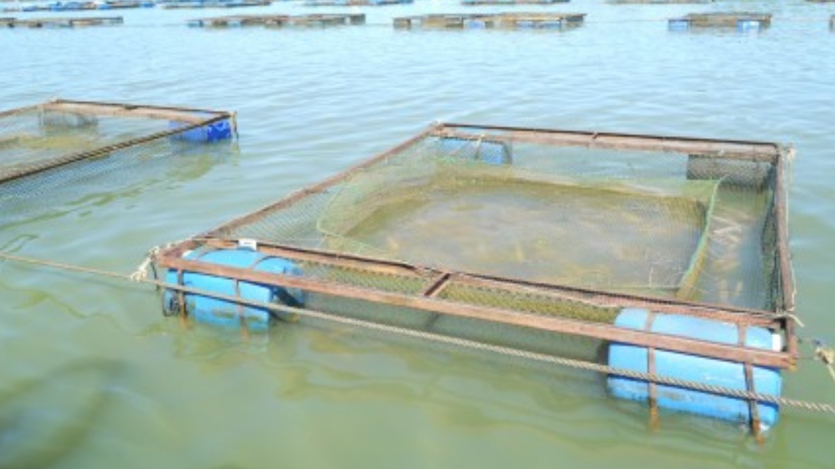 Tarifas estadunidenses afetam diretamente os setores de pescado e gado na região