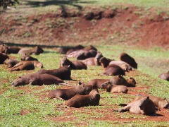 Santa Bárbara confirma 2ª morte por febre maculosa