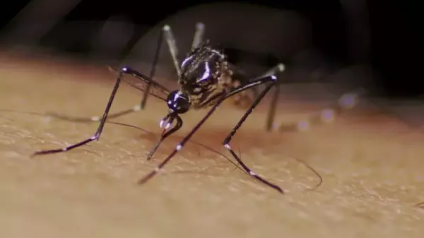 Dengue: Araraquara registrou 13.271 casos até o momento