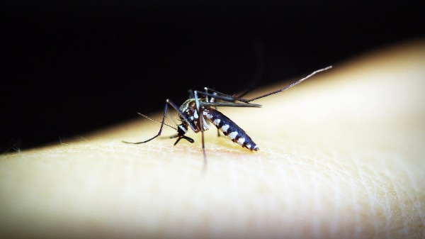 Brasil vive surto de dengue. Foto: Pixabay - Foto: Divulgação