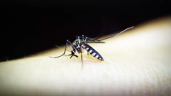 Araraquara soma 13.817 casos de dengue e 17 mortes em 2022