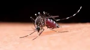Prefeitura da região vai trocar criadouros do Aedes por sorvetes