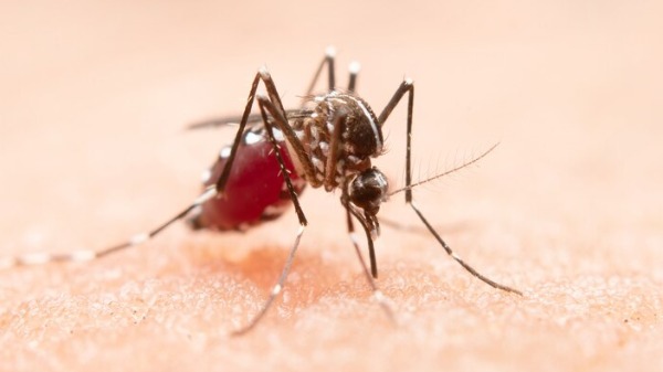 Começo do período de chuva acende alerta para o aumento dos casos de dengue