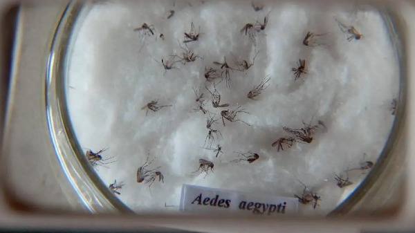 Ainda sem a vacina, como se proteger do mosquito da dengue?