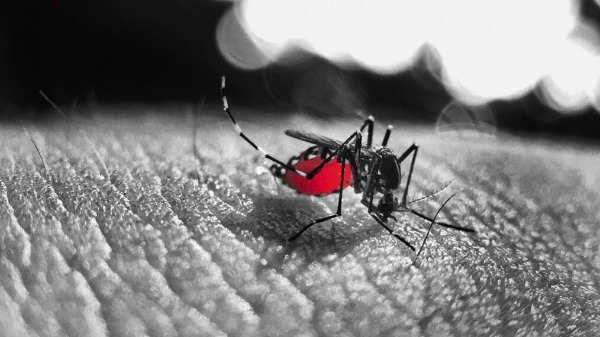 Dengue é transmitida pelo mosquito Aedes aegypti (Foto: Pixabay) - Foto: Pixabay