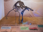 Dinossauros: conheça doze museus para saber mais sobre os gigantes