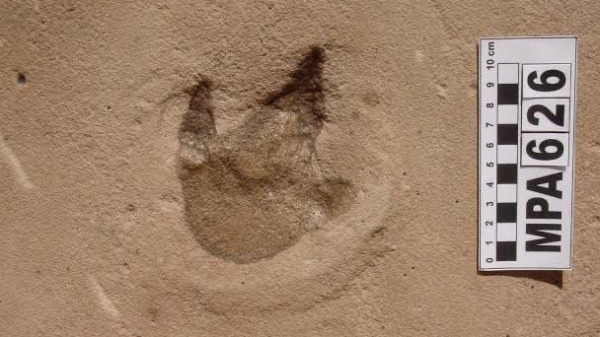 O que os dinossauros e a Covid nos ensinam sobre evolução, genética e fisiologia?