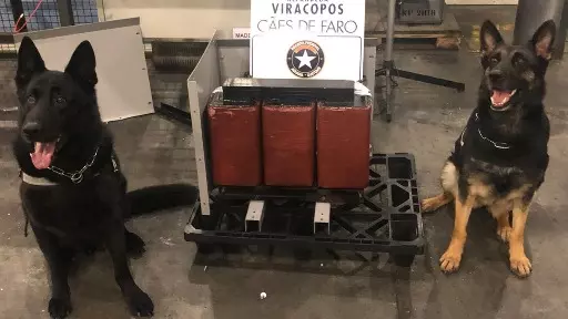 Receita Federal de Viracopos apreende seis quilos de cocaína