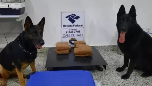 Receita Federal em Viracopos apreende 9,8 quilos de maconha