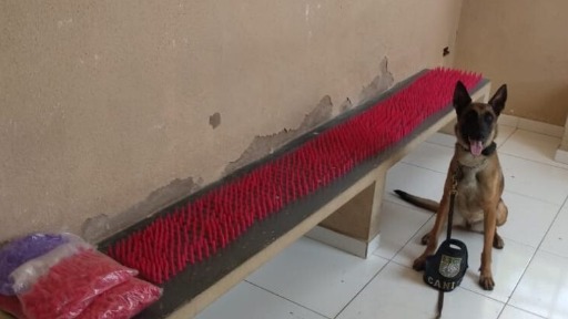 GM de Cosmópolis encontra 3,2 mil pinos de cocaína enterrados