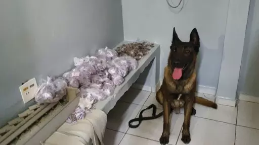 GM de Campinas apreende 3 mil pinos de cocaína no Ouro Verde