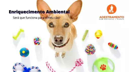 Enriquecimento Ambiental - Será que serve para o meu cão?