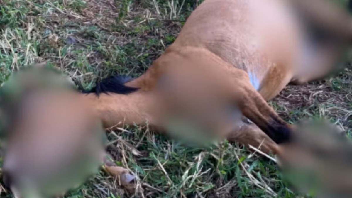 Polícia investiga a morte de uma égua por maus-tratos em Ipuã
