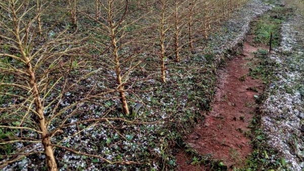 A brusca queda de temperatura e o prejuízo para a produção de café