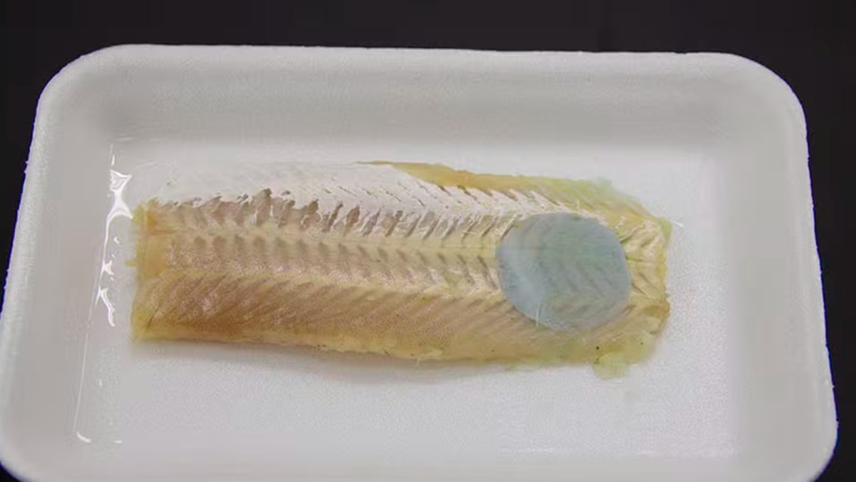 Embrapa desenvolve embalagem que mostra se peixe está estragado mesmo congelado