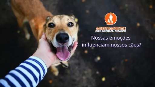 Nossas emoções influenciam nossos cães?
