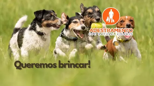 Você tem proporcionado um ambiente com opções para seu cão?