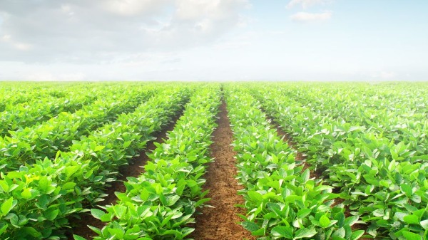 EP Agro - Foto: Canva