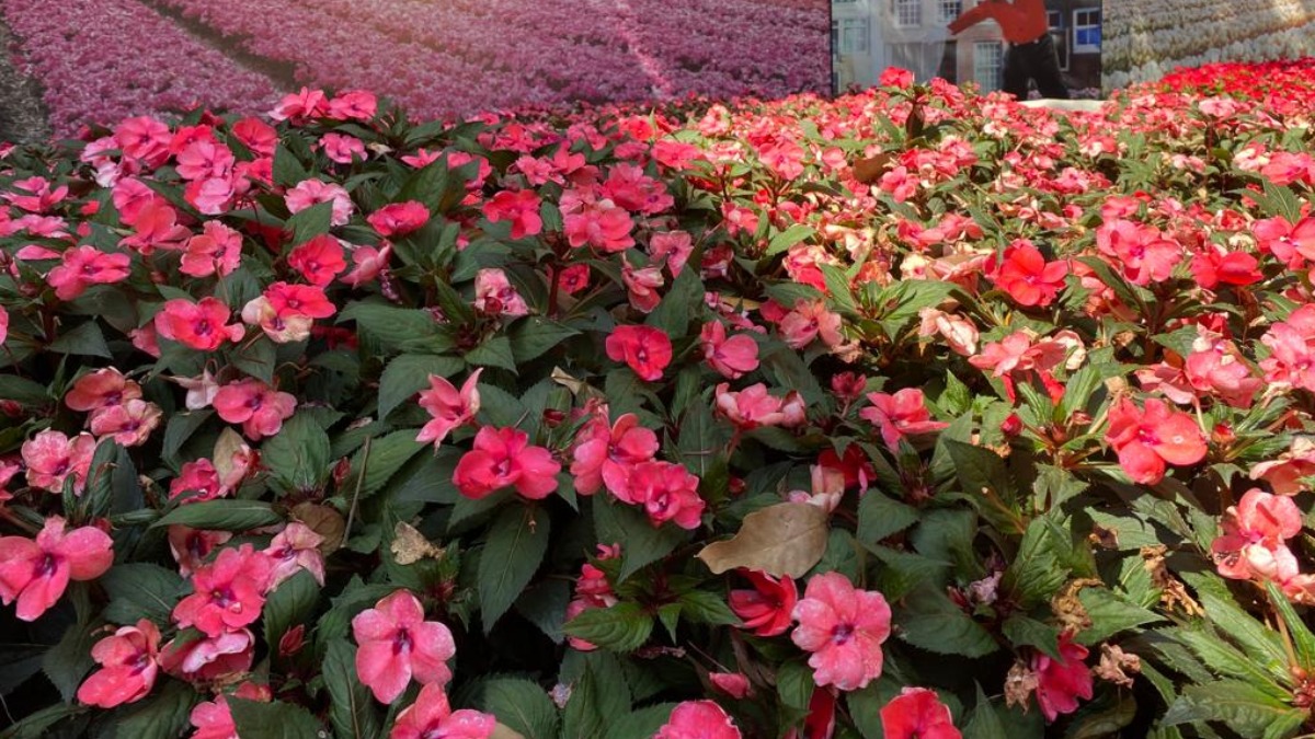 Saiba qual é a flor mais barata e a mais cara a venda na Expoflora, em  Holambra (SP) - tudoep