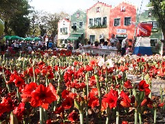 Expoflora com desconto: ingressos por R$ 20 até julho