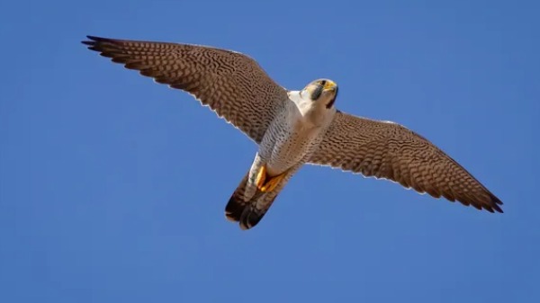 Falcão-peregrino: a ave mais rápida do mundo