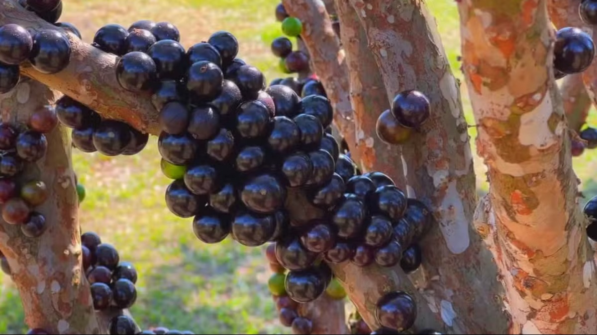Jabuticaba: preço no atacado tem redução de 15% em 2025