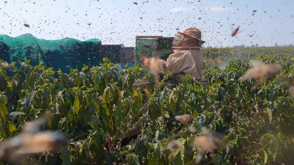 "Uber de abelhas” aumenta produtividade do café e tem crescimento na procura