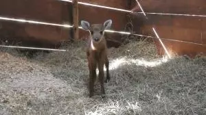 Filhote de cervo-do-pantanal nasce em zoológico de Itatiba; veja vídeo