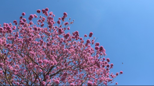 A beleza da florada dos ipês, árvore símbolo do Brasil