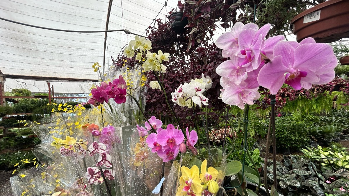 Entreposto da Ceagesp de Ribeirão Preto promove festival de Natal com feira de flores