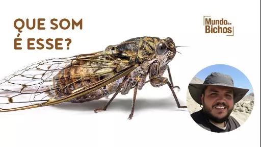 De onde vem o som da cigarra?