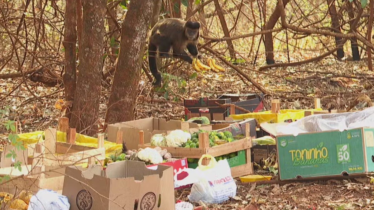 Dona de bar coloca alimentos em áreas de mata para ajudar animais atingidos pelos incêndios