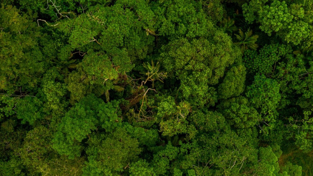 Pesquisadoras de Ribeirão Preto desenvolvem pesquisa de bioeconomia Pesquisadoras de Ribeirão Preto desenvolvem pesquisa de bioeconomia