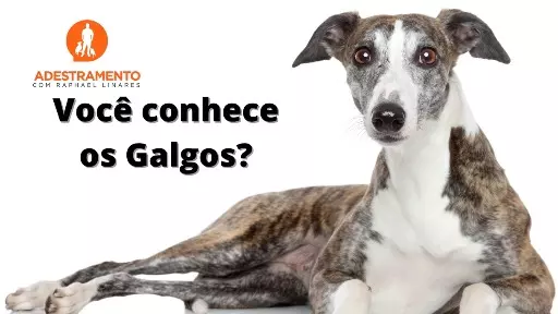 Você conhece os Galgos?