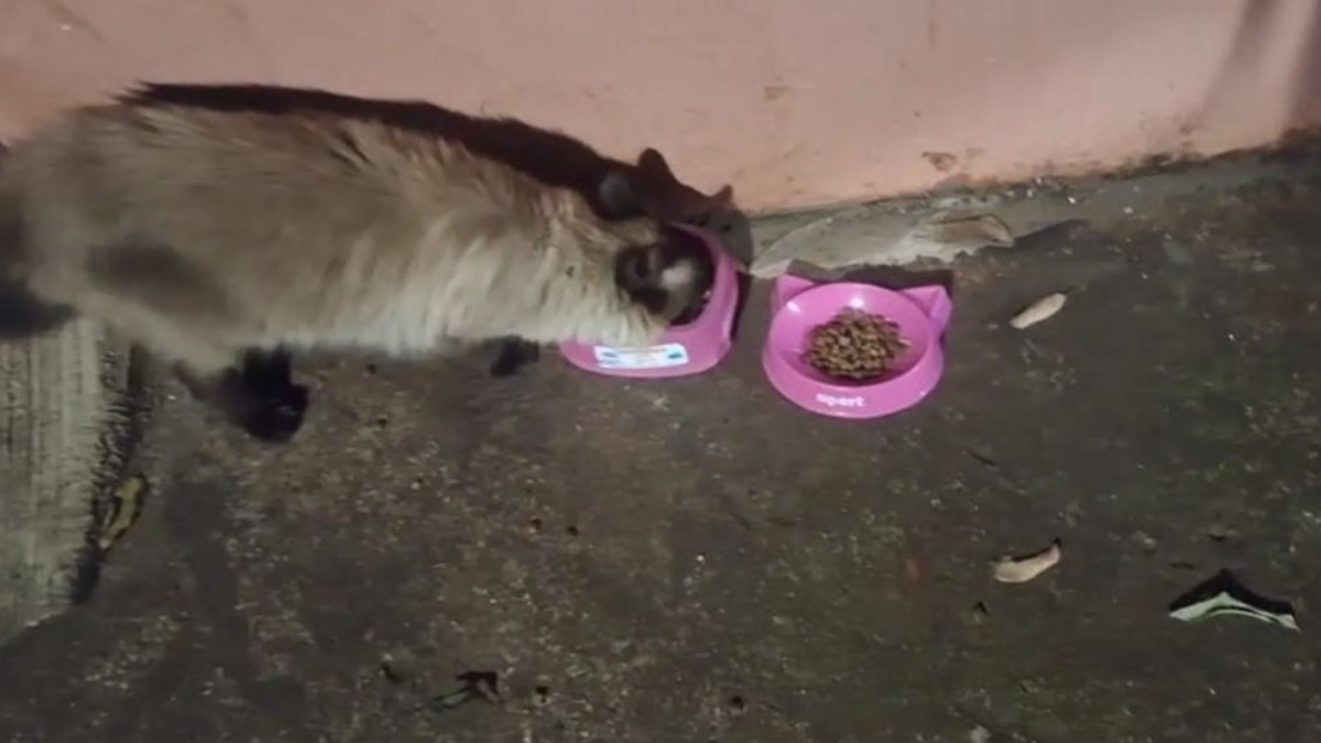 Gata arremessada por homem na zona Norte de Ribeirão Preto passa bem Gata arremessada por homem na zona Norte de Ribeirão Preto passa bem