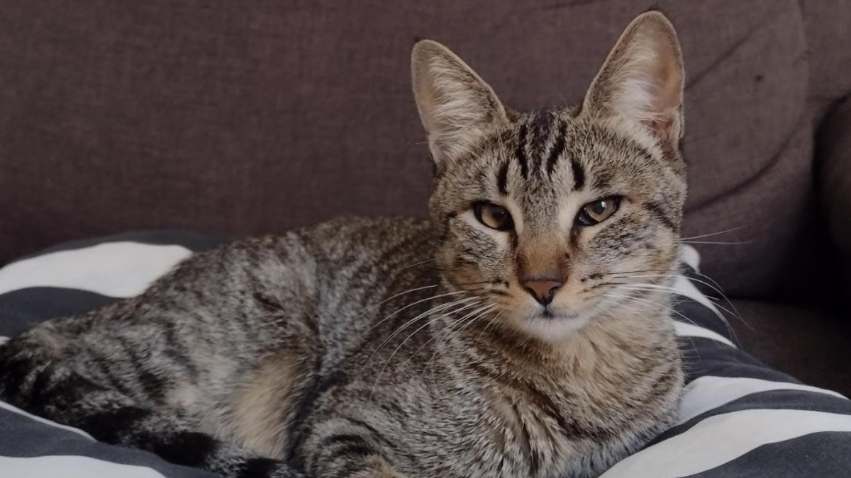 Prefeitura de Ribeirão Preto oferece 700 vagas para castração gratuita de cães e gatos