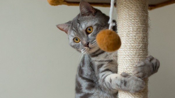 Saiba o que significa quando os gatos 