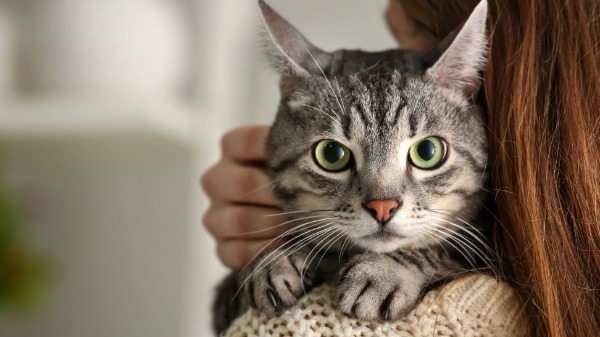 Você sabe o momento certo de trocar a areia do gato?