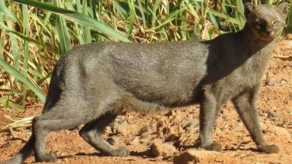 Conheça o gato-mourisco, um felino raro de ser visto