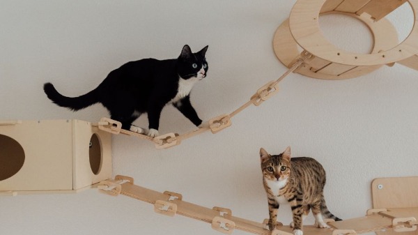 Gatos brincando - Foto: Arina Krasnikova de Pexels/Canva